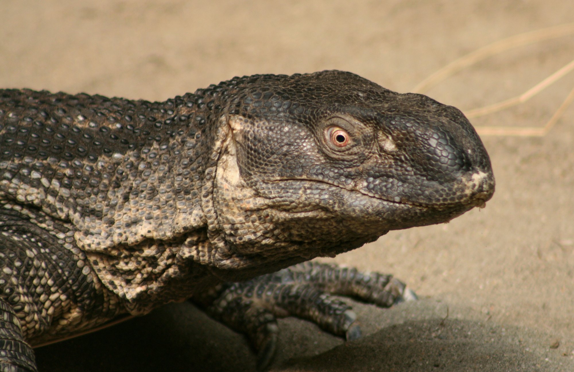 Weißkehlwaran (Varanus albigularis), typisches Aussehen der Art
