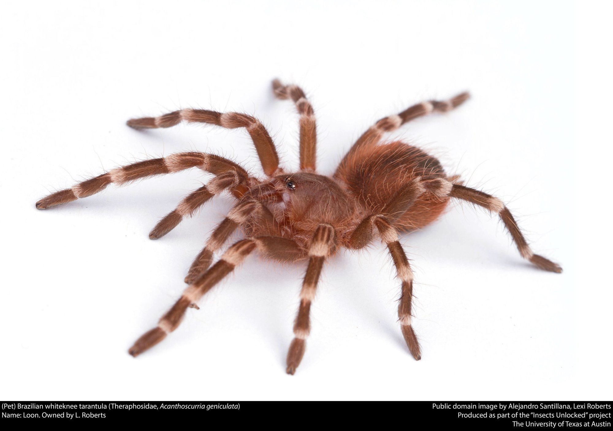 Weißknie-Vogelspinne (Acanthoscurria geniculata), typisches Aussehen der Art