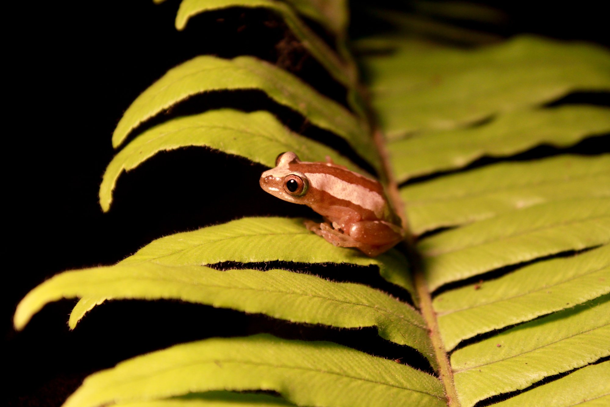 Weißlippen-Riedfrosch (Afrixalus dorsalis), typisches Aussehen der Art