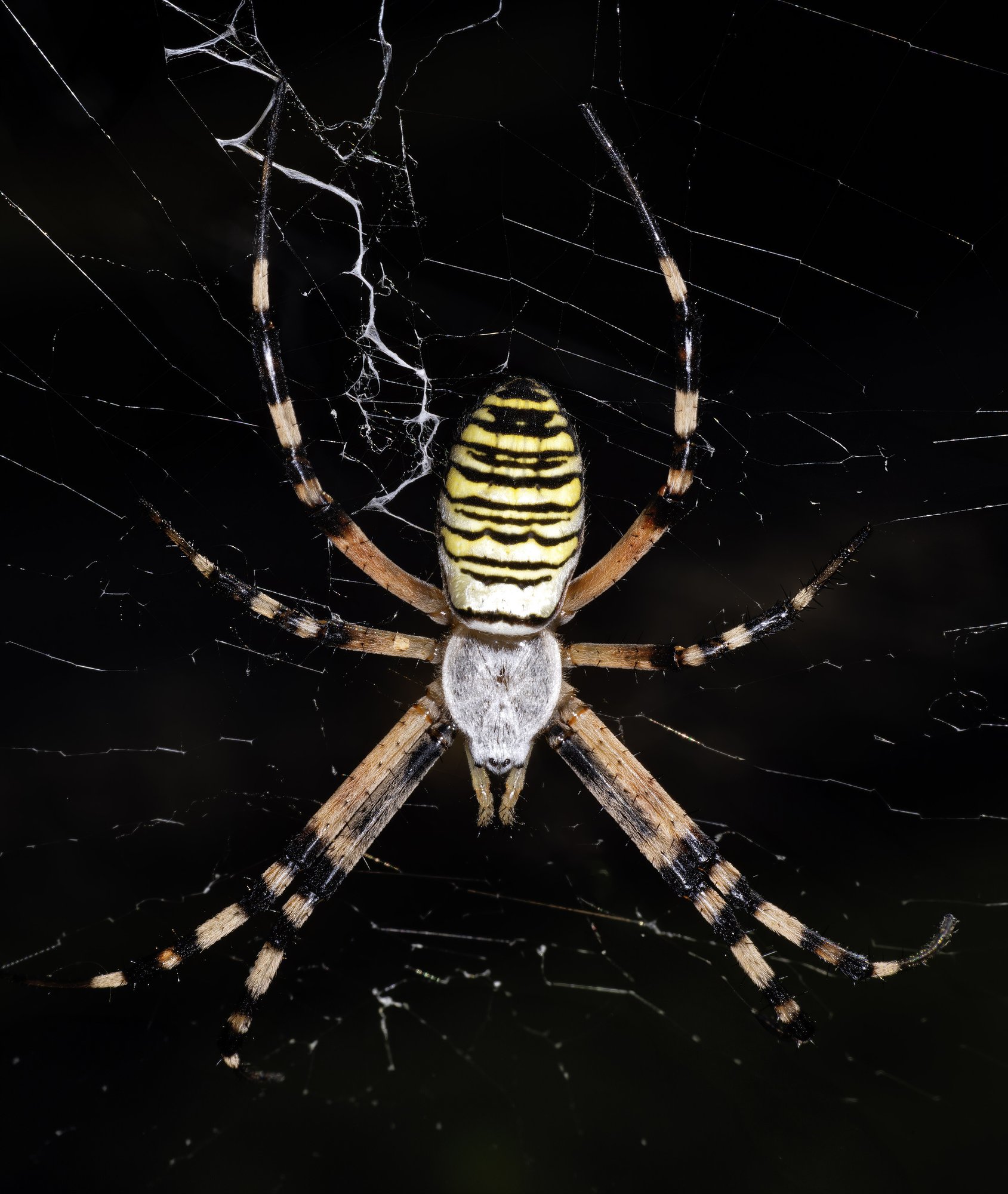 Wespenspinne (Argiope bruennichi), typisches Aussehen der Art