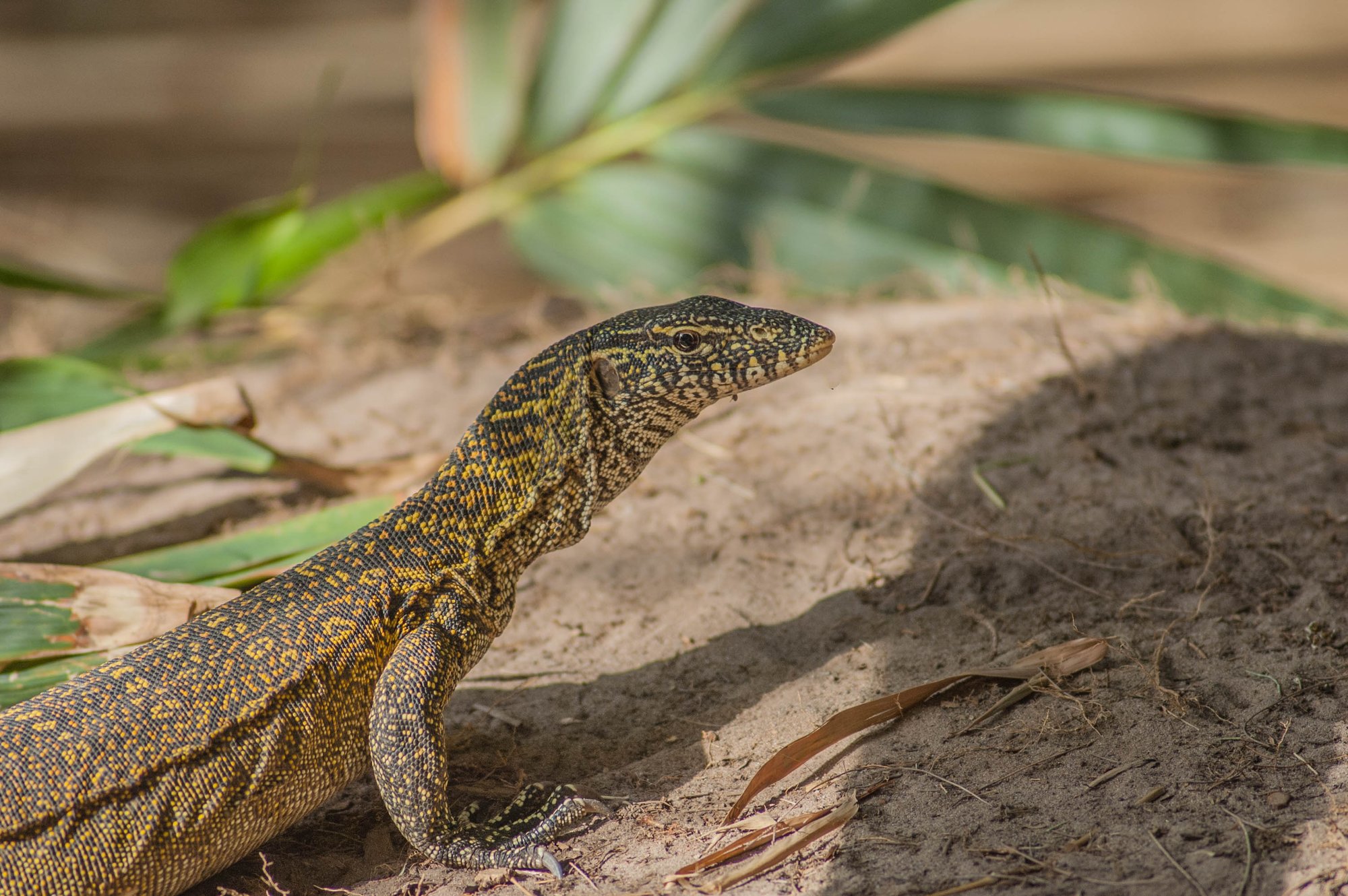 Westafrikanischer Nilwaran (Varanus stellatus), typisches Aussehen der Art
