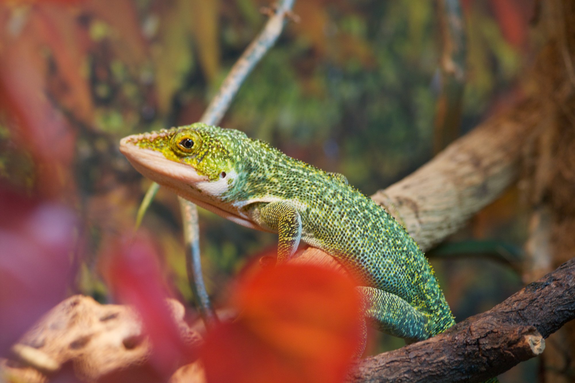 Westkubanischer Riesenanolis (Anolis luteogularis), typisches Aussehen der Art
