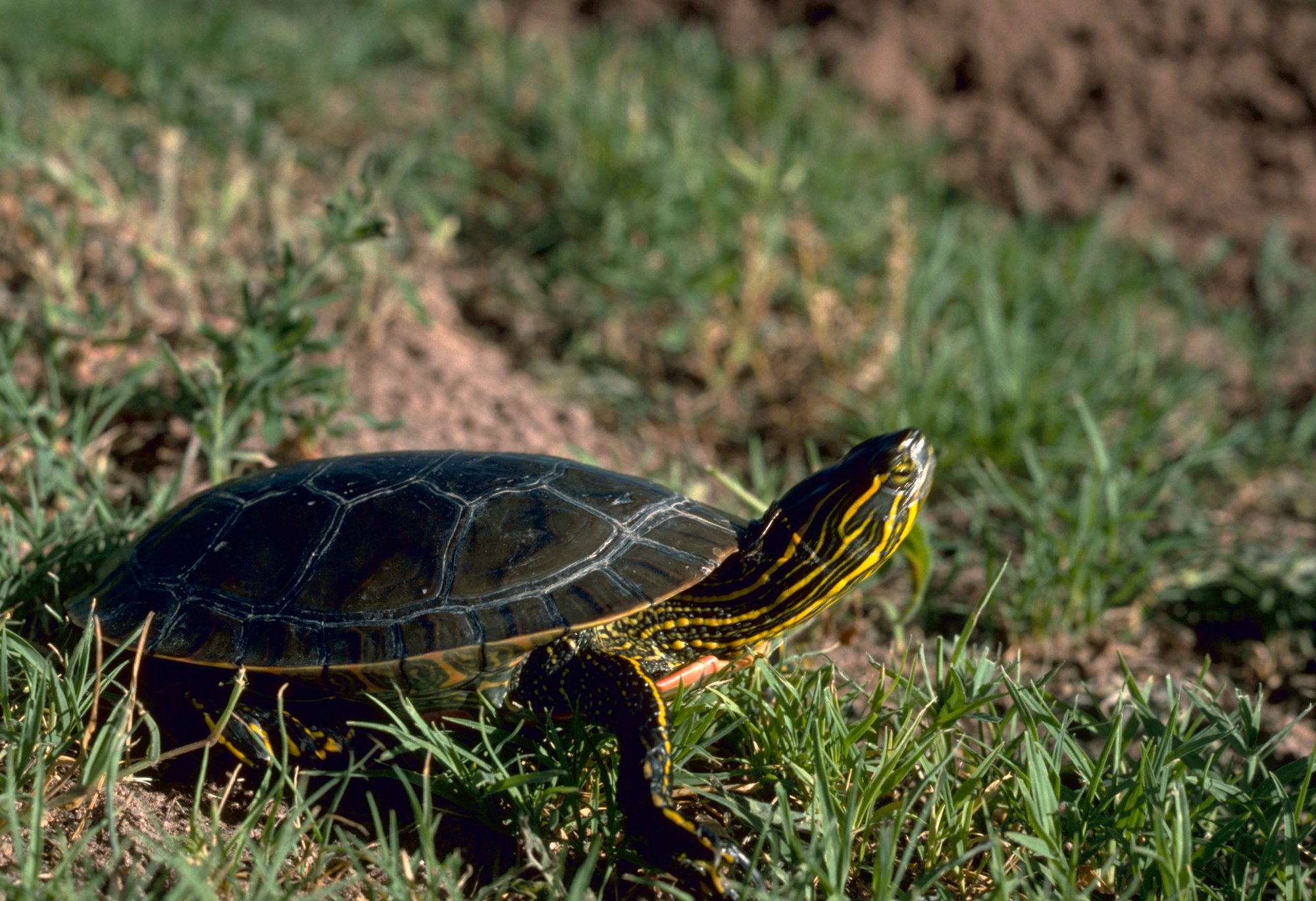 Westliche Painted Turtle (Chrysemys picta bellii), typisches Aussehen der Art