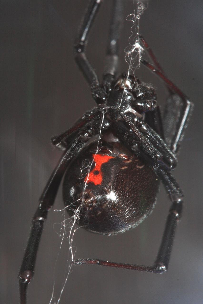 Westliche Schwarze Witwe (Latrodectus hesperus), typisches Aussehen der Art