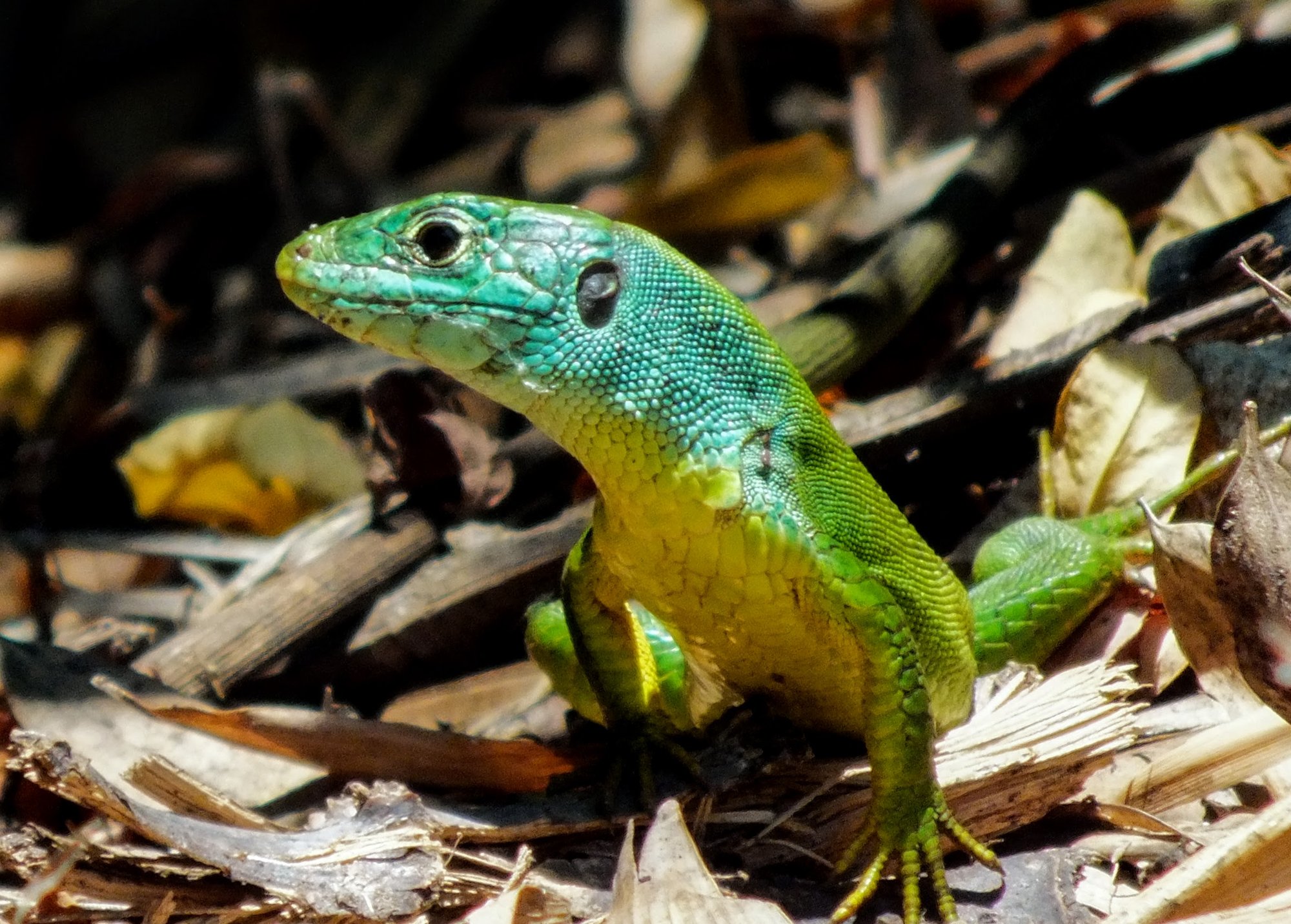 Westliche Smaragdeidechse (Lacerta bilineata), typisches Aussehen der Art
