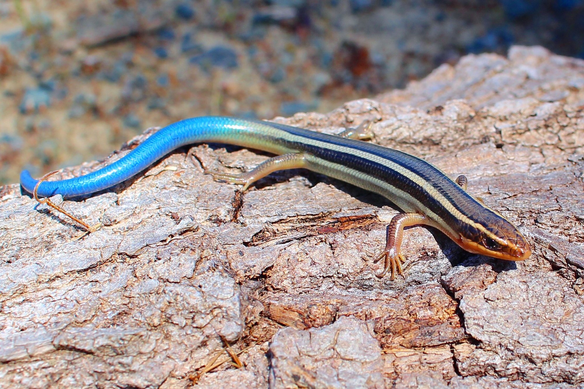 Westlicher Skink (Plestiodon skiltonianus), typisches Aussehen der Art