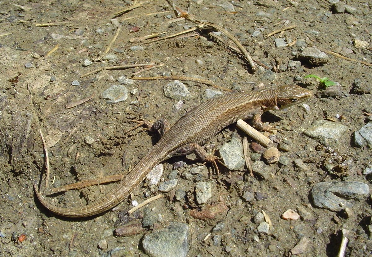 Wieseneidechse (Darevskia praticola), typisches Aussehen der Art