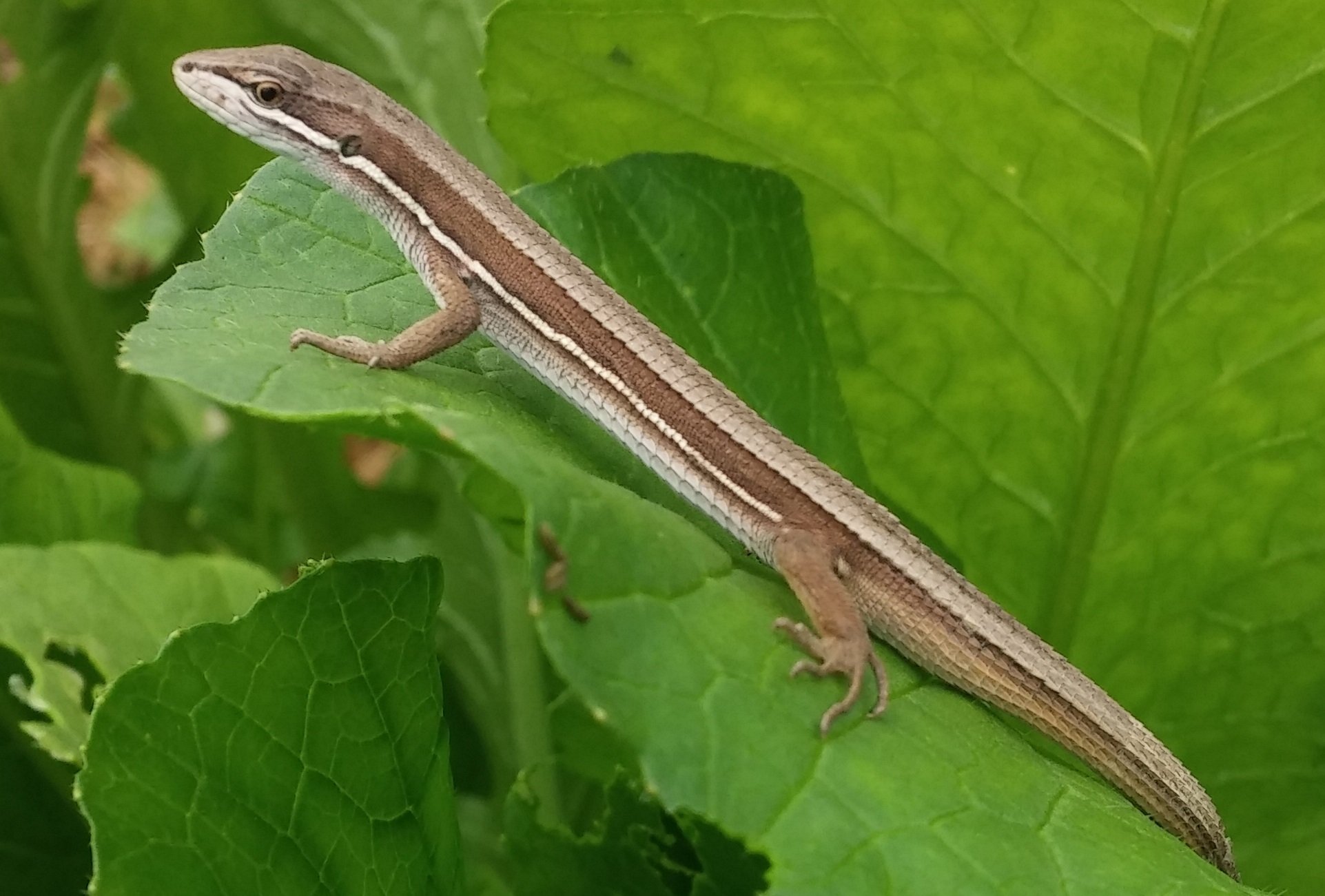 Wolters Langschwanzeidechse (Takydromus wolteri), typisches Aussehen der Art