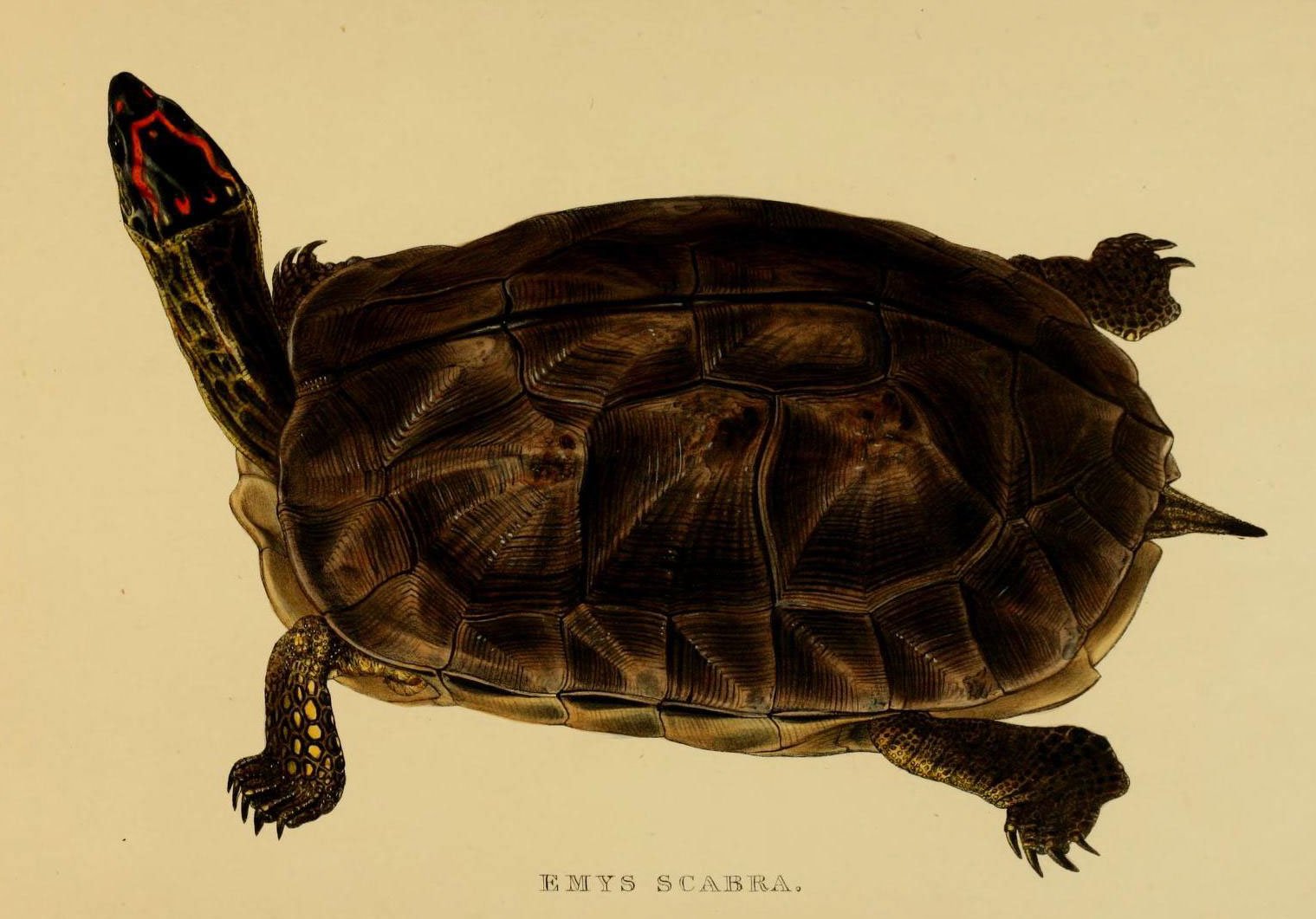 Wood Turtle (Glyptemys insculpta), typisches Aussehen der Art