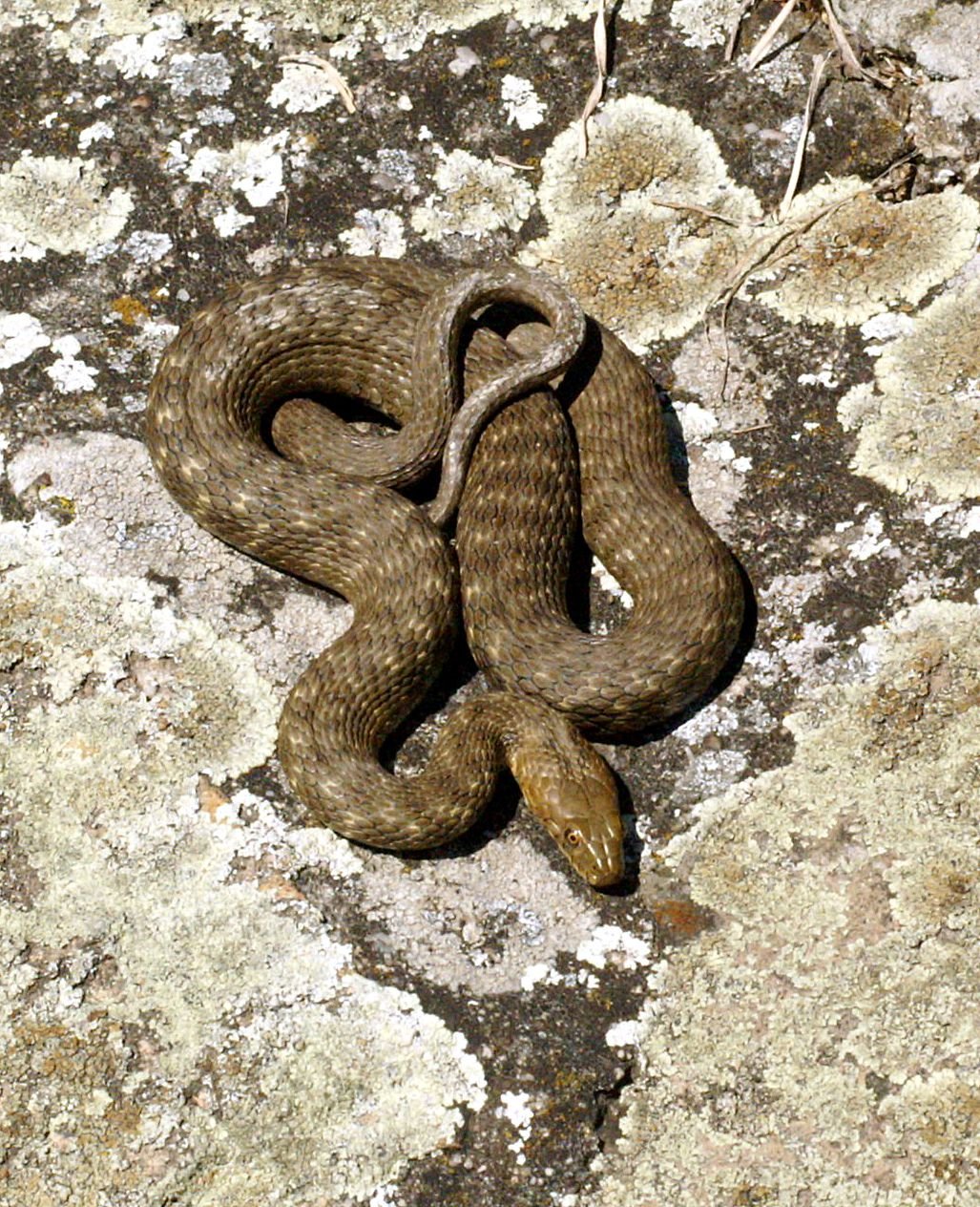 Würfelnatter (Natrix tessellata), typisches Aussehen der Art
