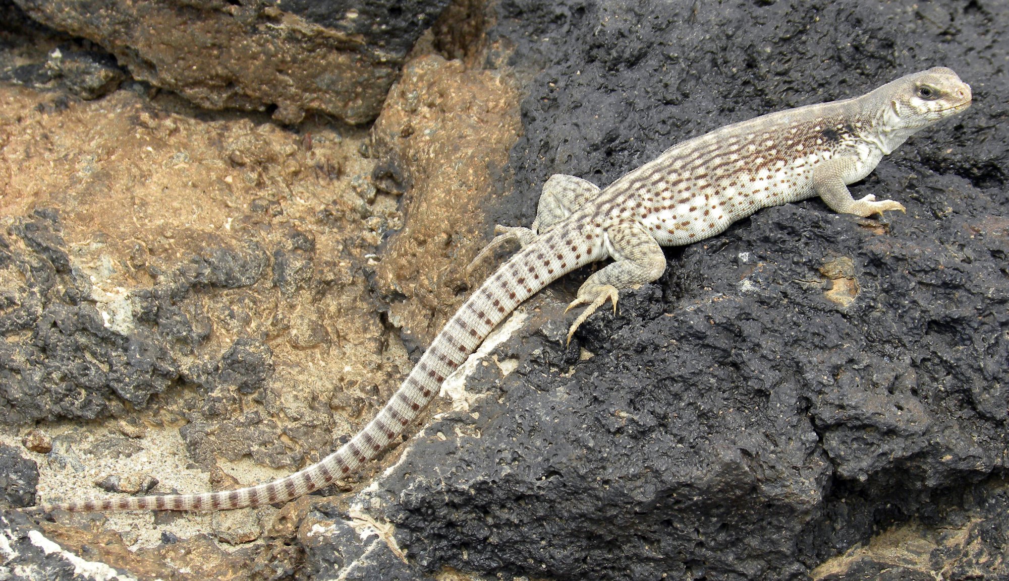 Wüstenleguan (Dipsosaurus dorsalis), typisches Aussehen der Art