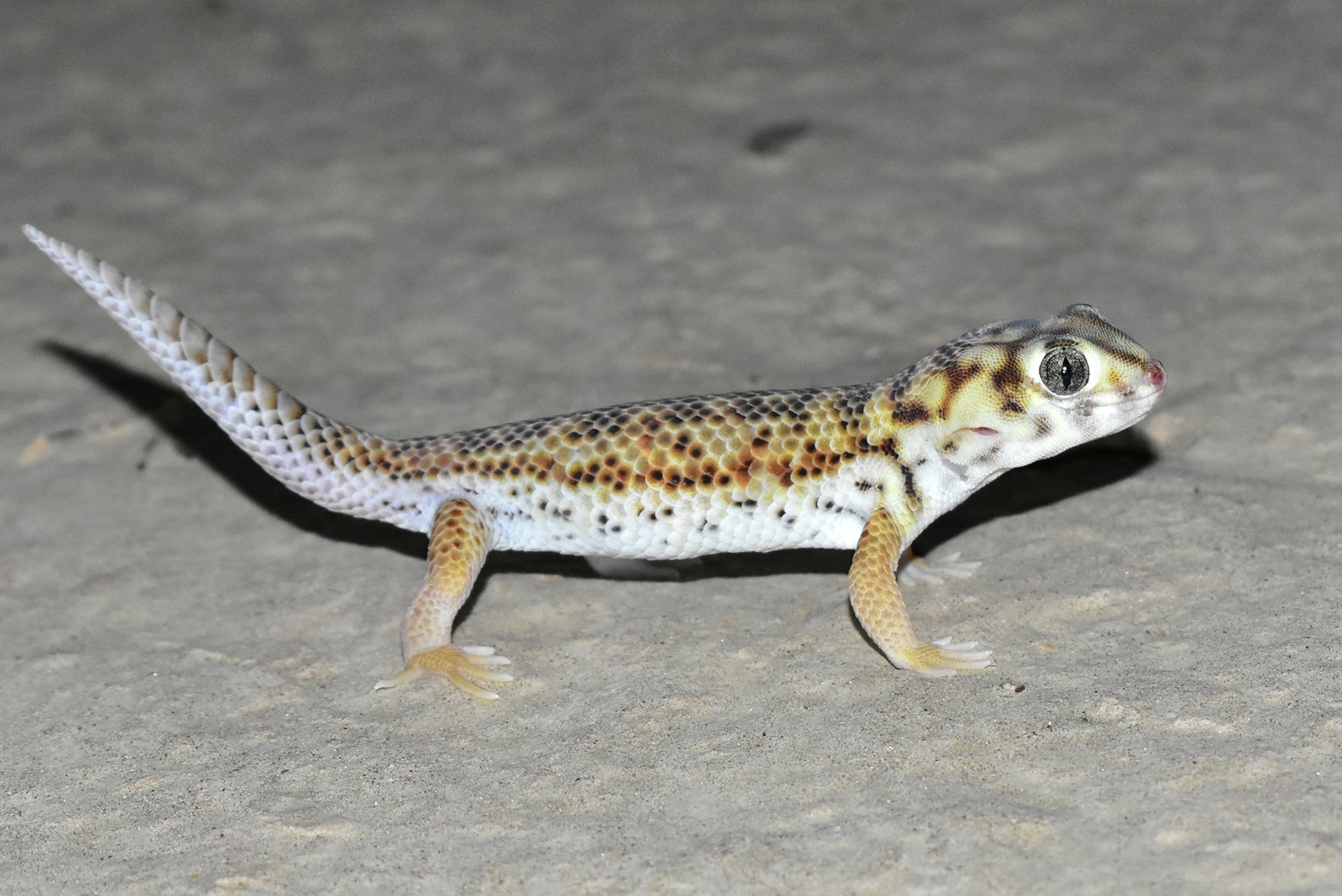 Wundergecko (Teratoscincus scincus), typisches Aussehen der Art