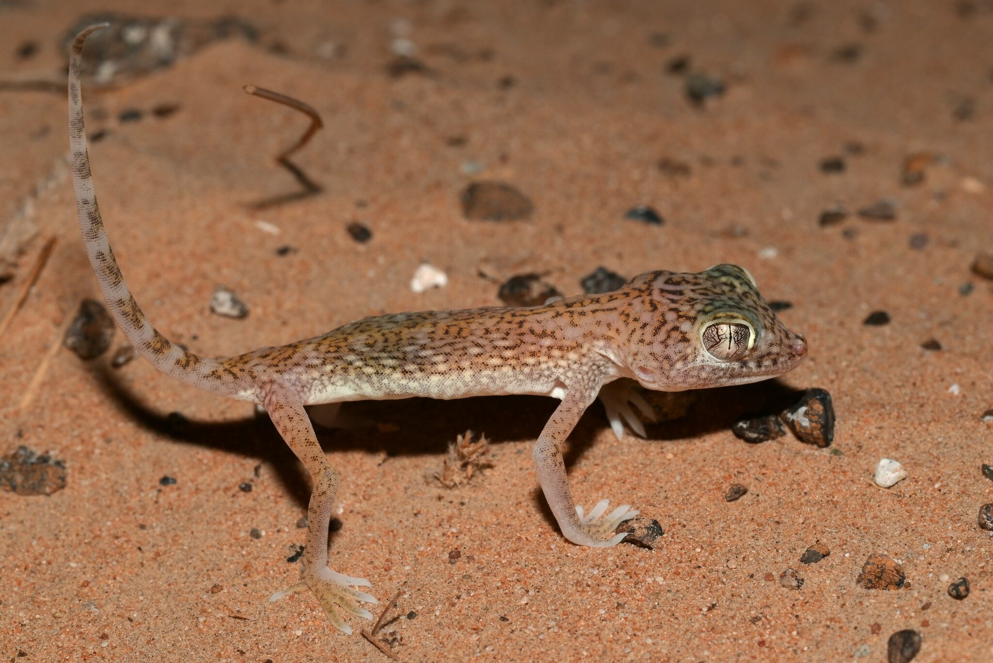 Wüsten-Dünnfingergecko (Stenodactylus doriae), typisches Aussehen der Art