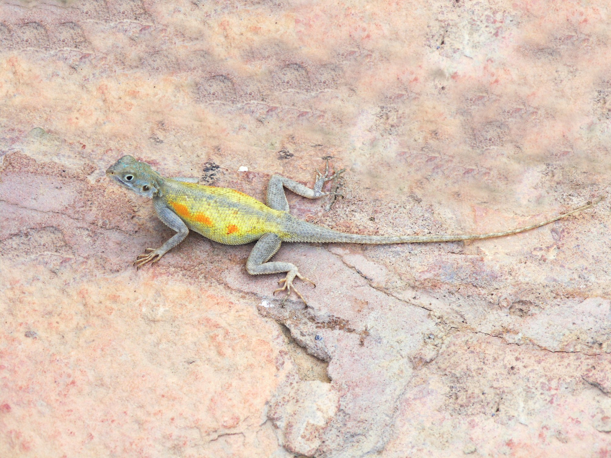 Wüsten-Felsagame (Agama impalearis), typisches Aussehen der Art