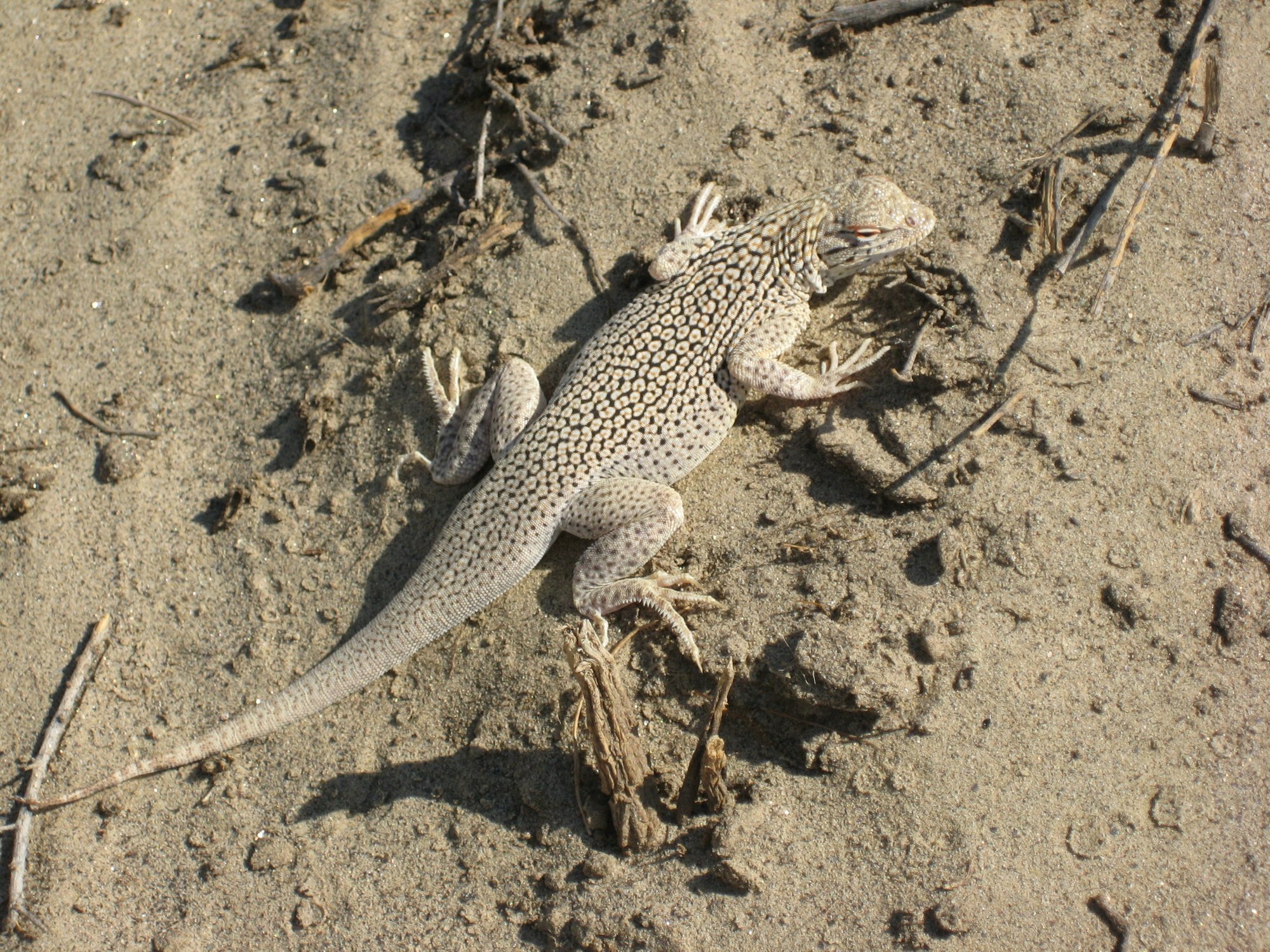 Wüsten-Fransenzehenleguan (Uma notata), typisches Aussehen der Art