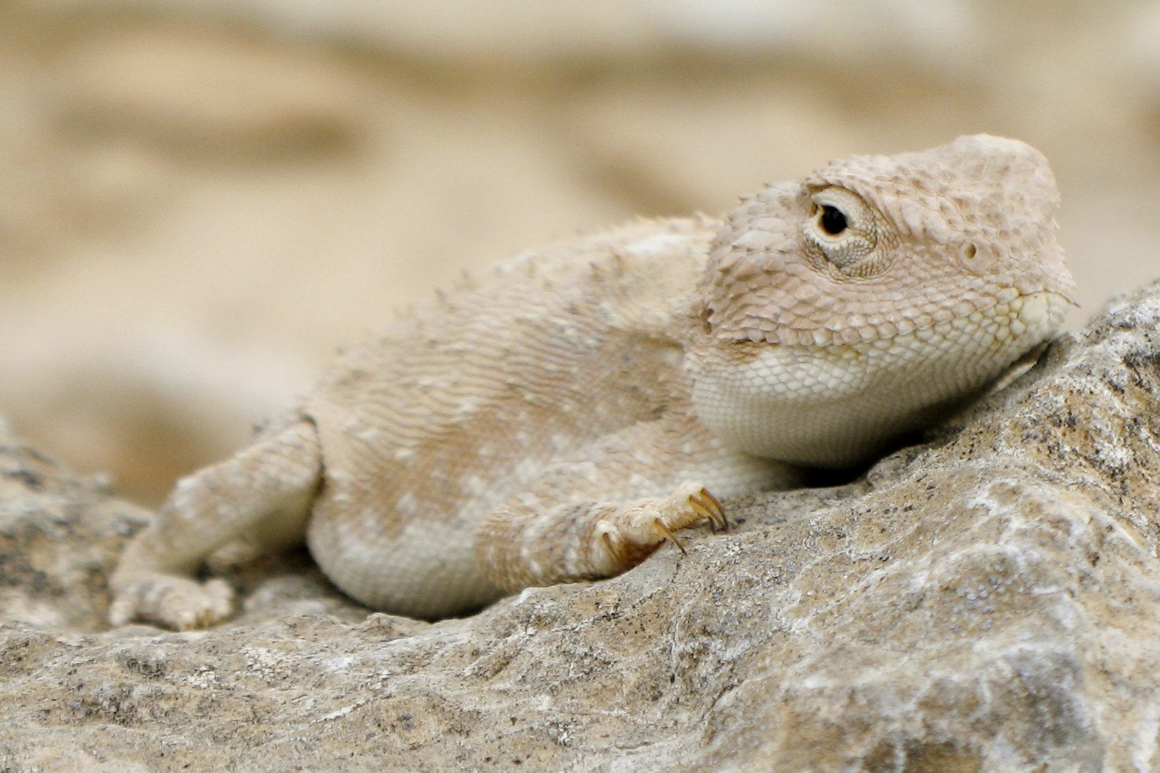 Wüstenagame (Trapelus pallidus), typisches Aussehen der Art