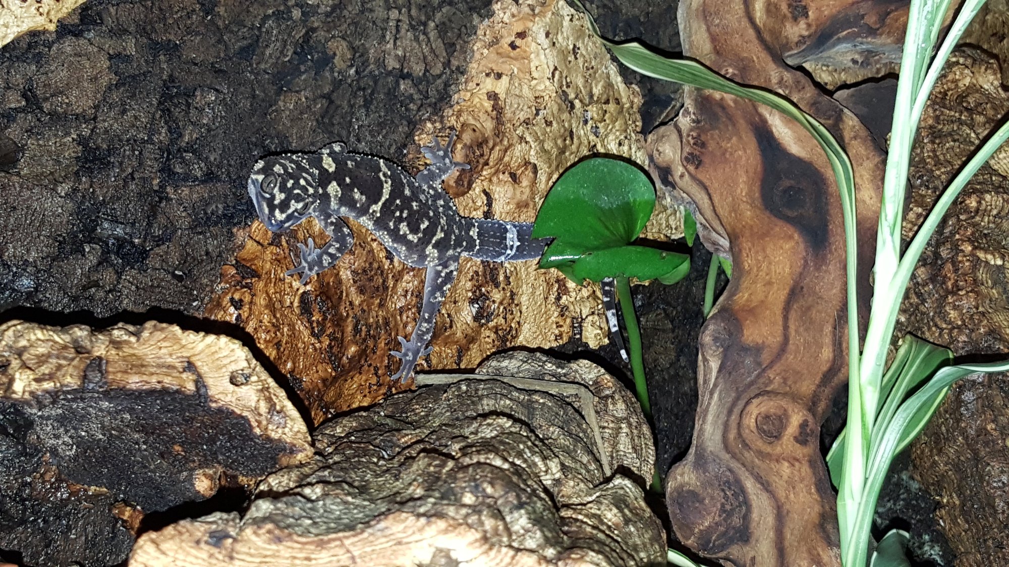 Yamashinas Höhlengecko (Goniurosaurus yamashinae), typisches Aussehen der Art