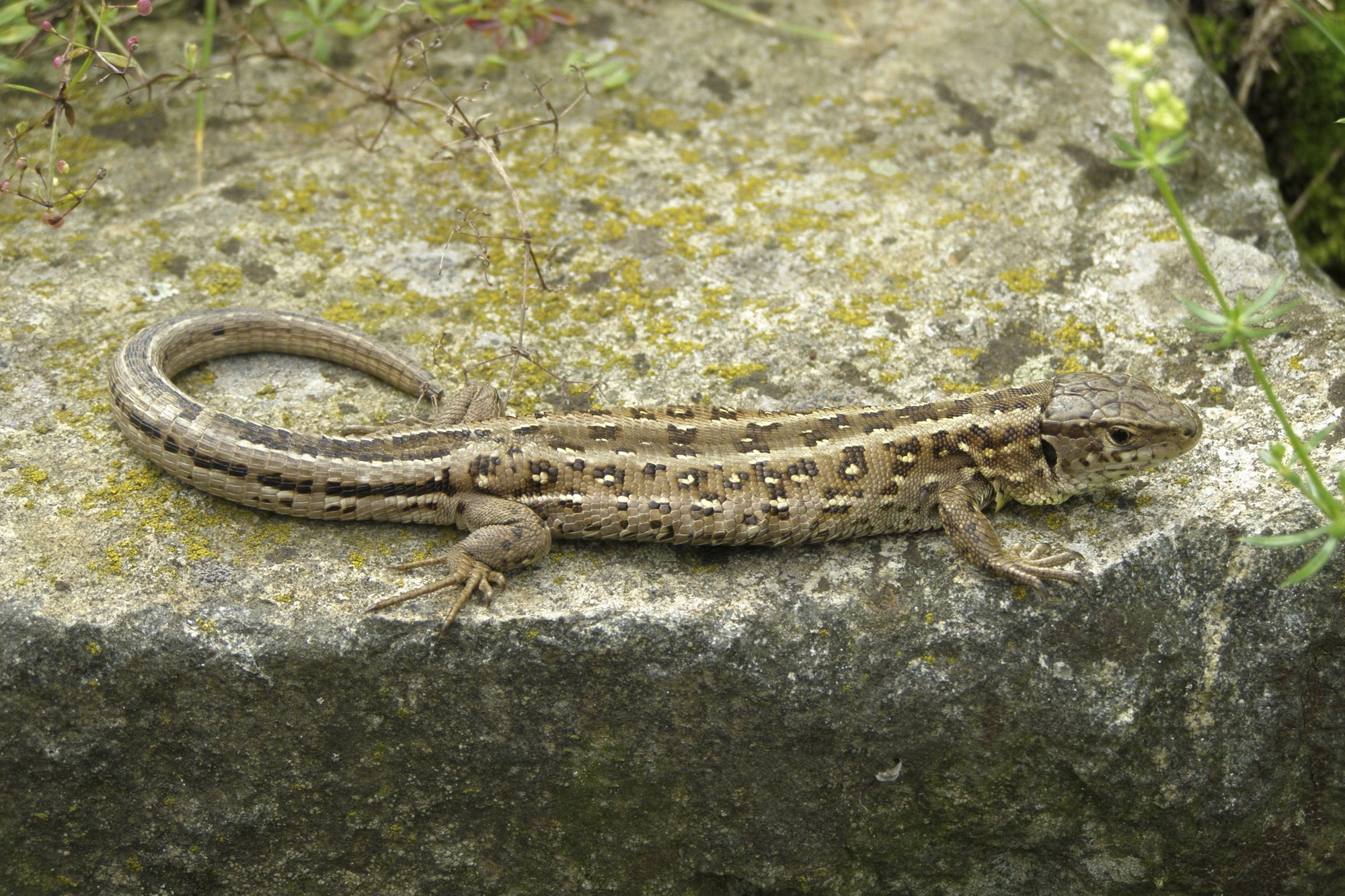 Zauneidechse (Lacerta agilis), typisches Aussehen der Art