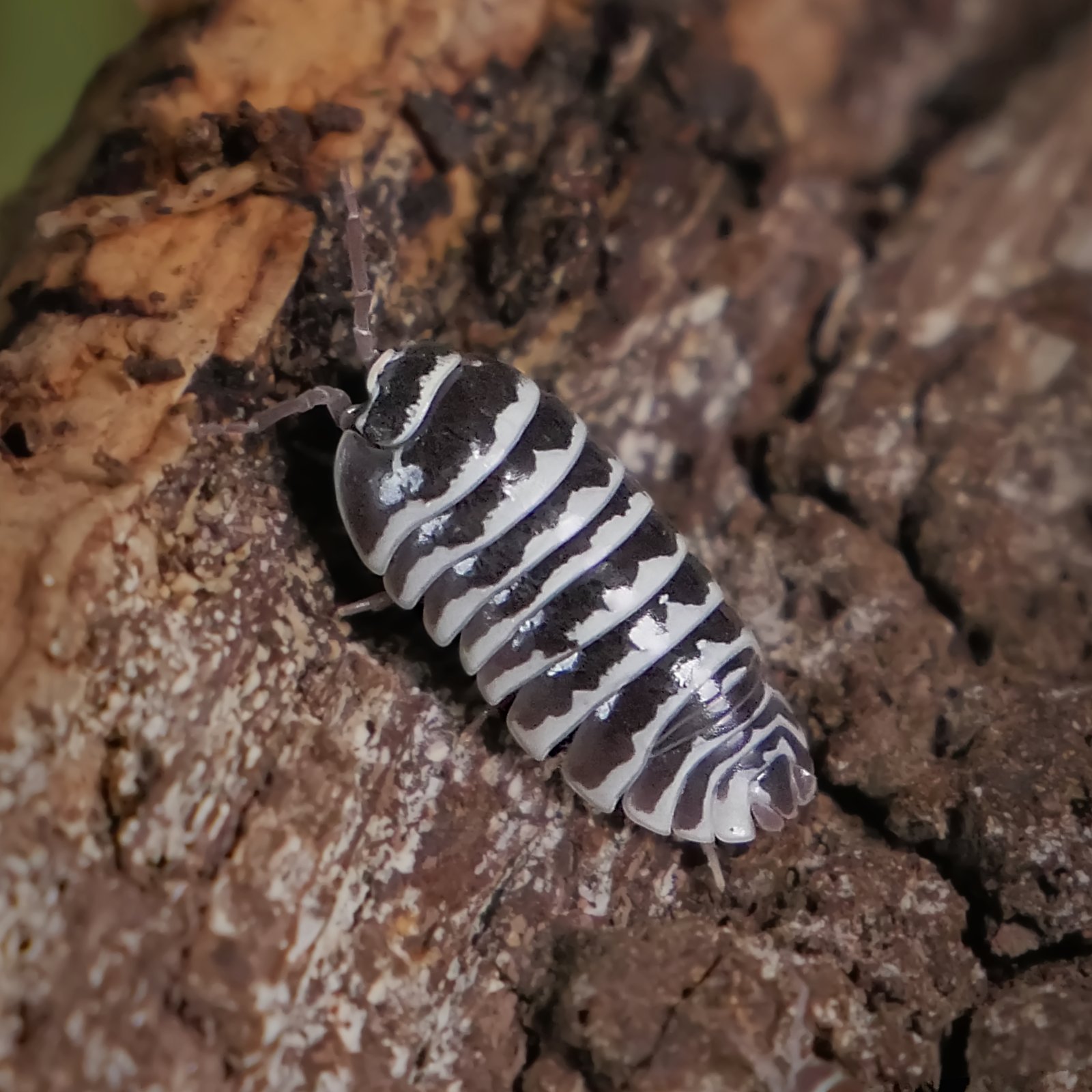 Zebra-Rollassel (Armadillidium maculatum), typisches Aussehen der Art