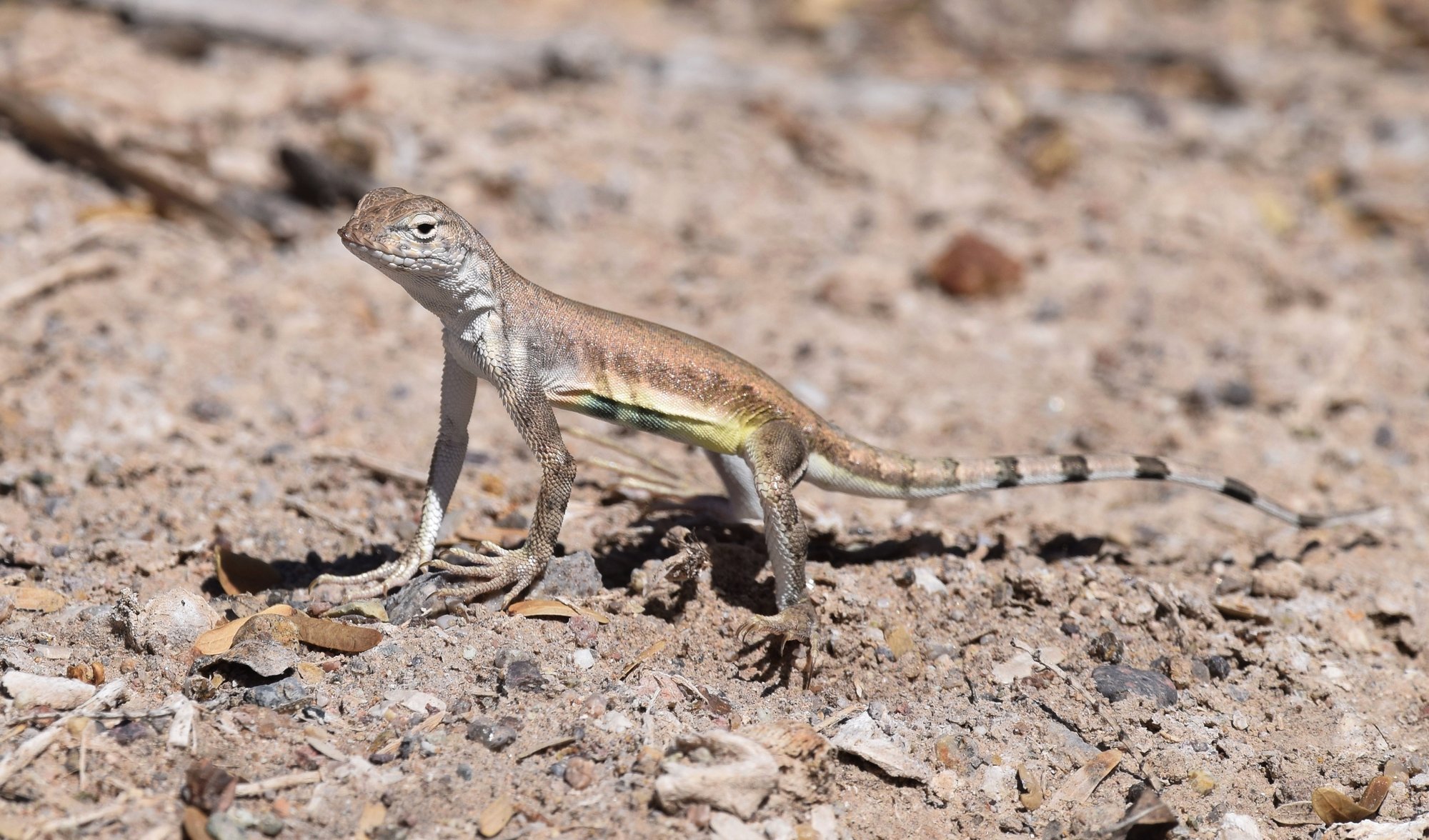 Zebraschwanzleguan (Callisaurus draconoides), typisches Aussehen der Art