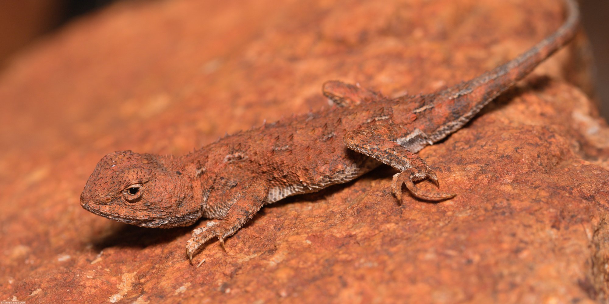 Zentral-Taubagame (Tympanocryptis centralis), typisches Aussehen der Art