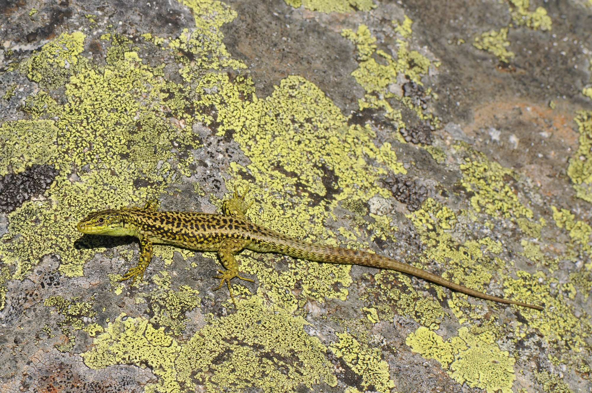 Zentraliberische Gebirgseidechse (Iberolacerta cyreni), typisches Aussehen der Art