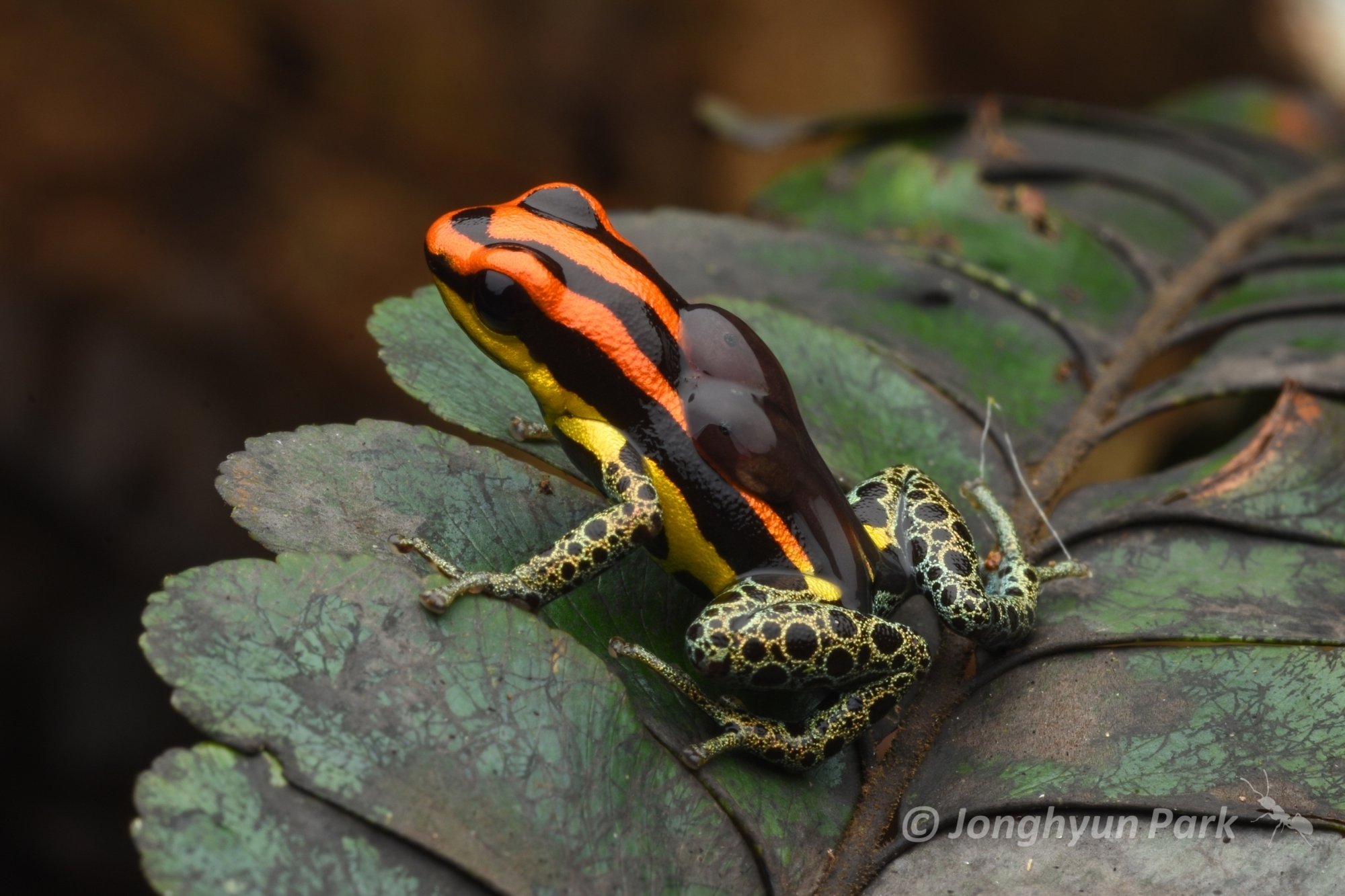 Zimmermanns Baumsteiger (Ranitomeya uakarii), typisches Aussehen der Art