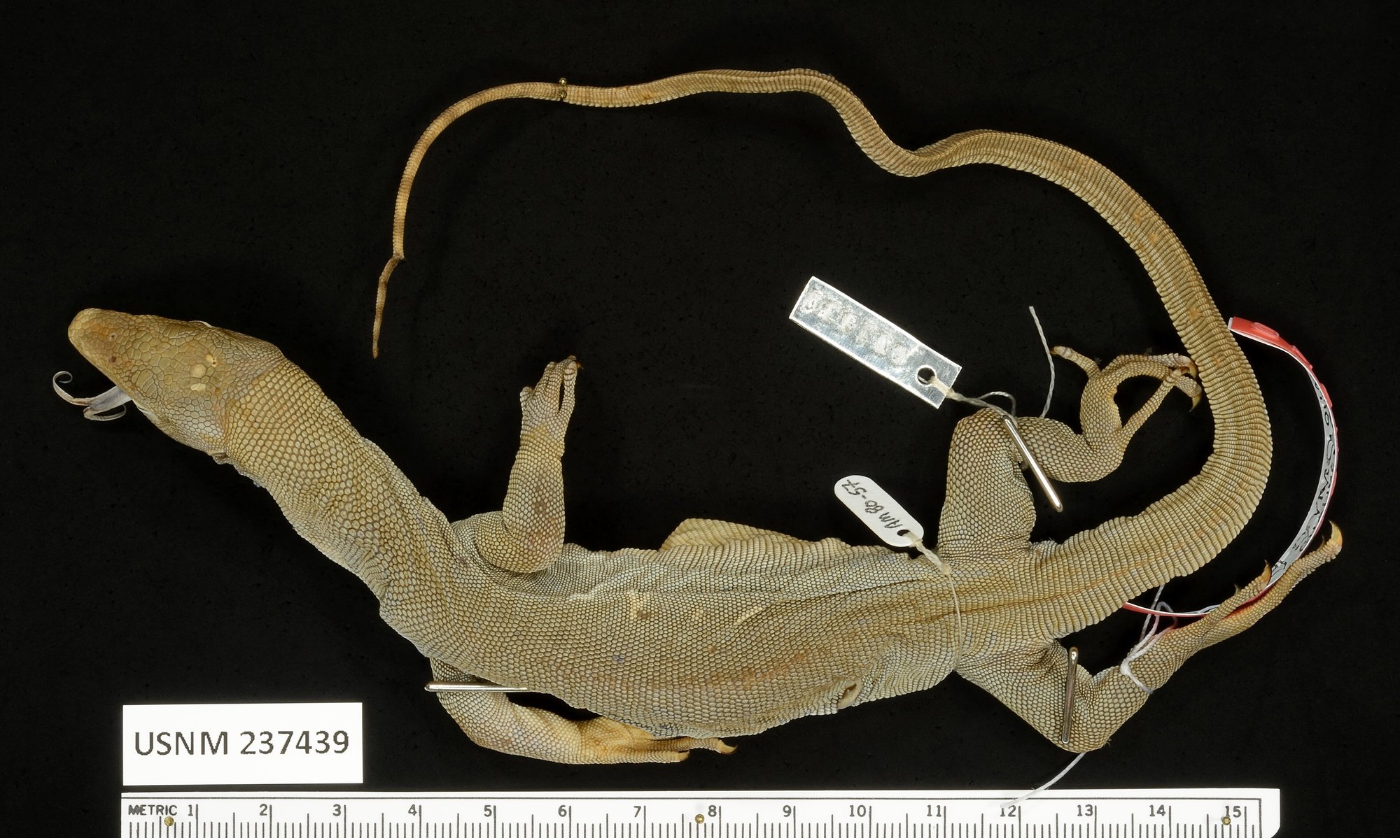Zitronenwaran (Varanus zugorum), typisches Aussehen der Art