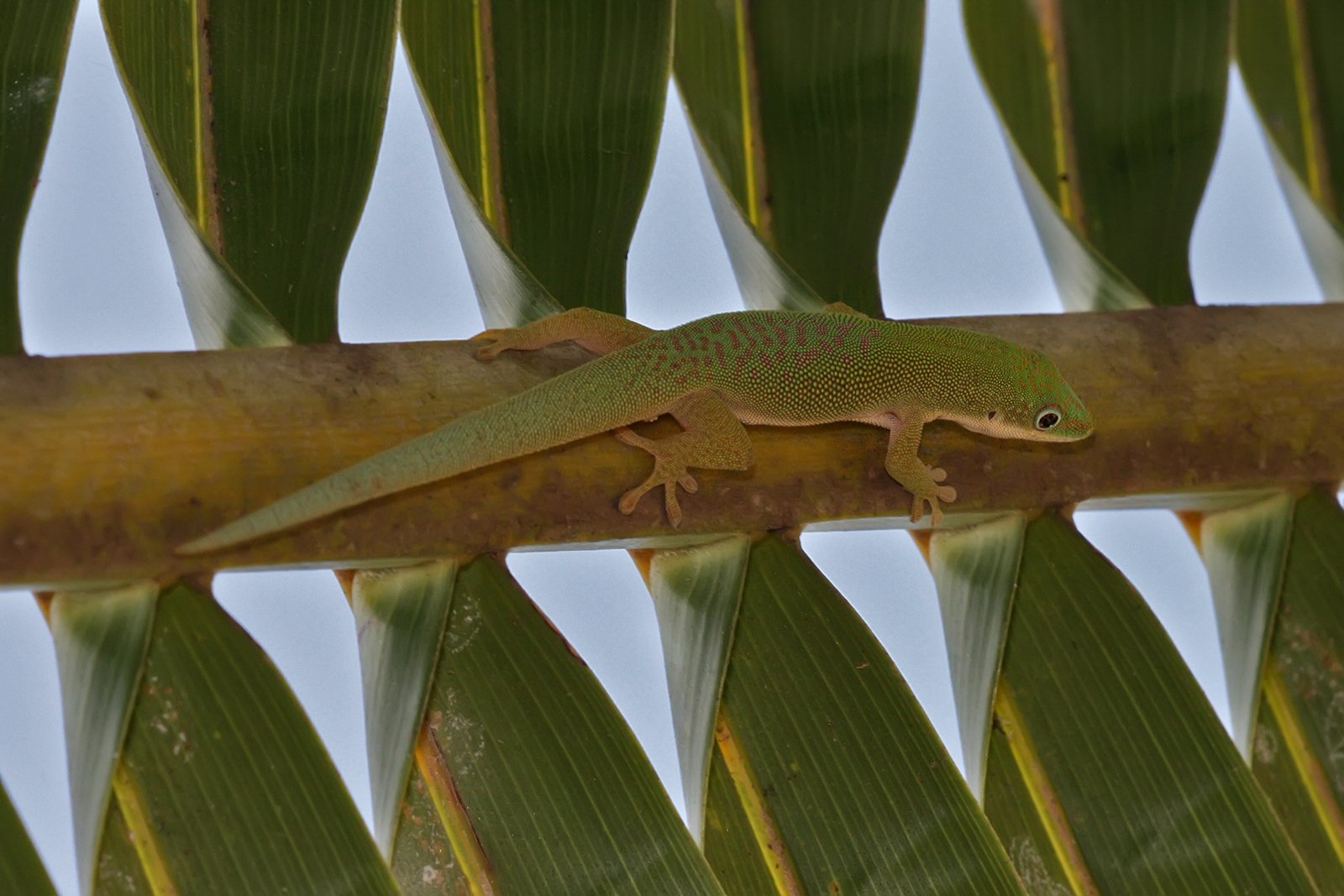 Zweifel-Taggecko (Phelsuma dubia), typisches Aussehen der Art