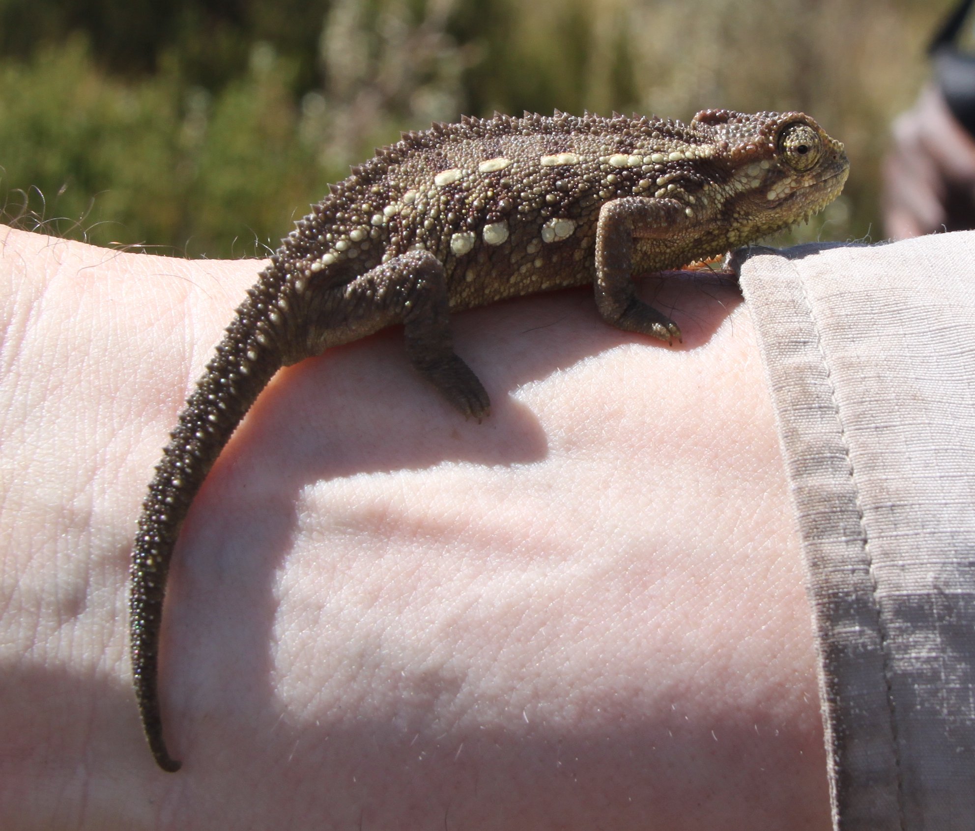Zweistreifen-Chamäleon (Trioceros bitaeniatus), typisches Aussehen der Art