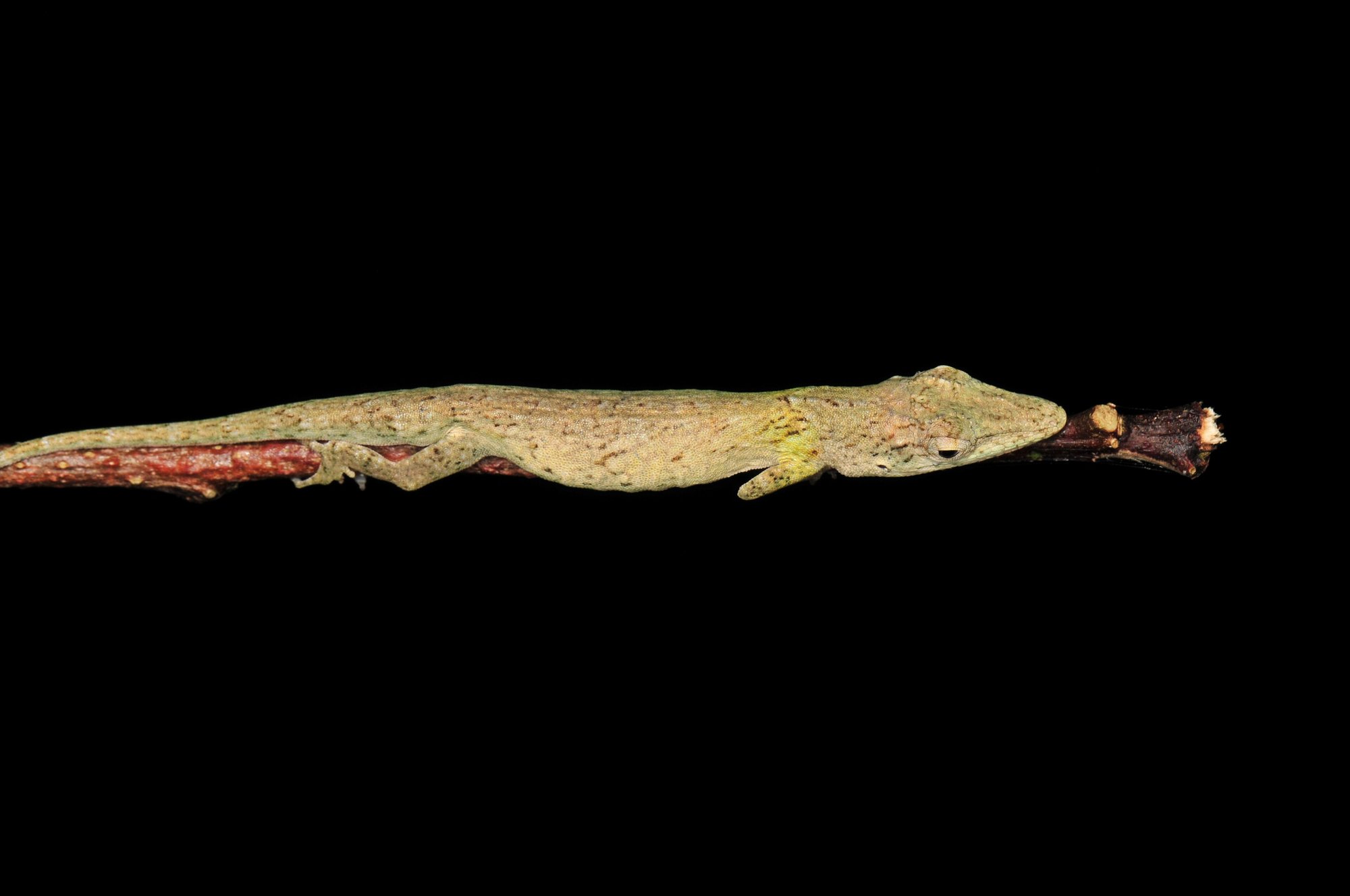 Zwerg-Anolis (Anolis occultus), typisches Aussehen der Art