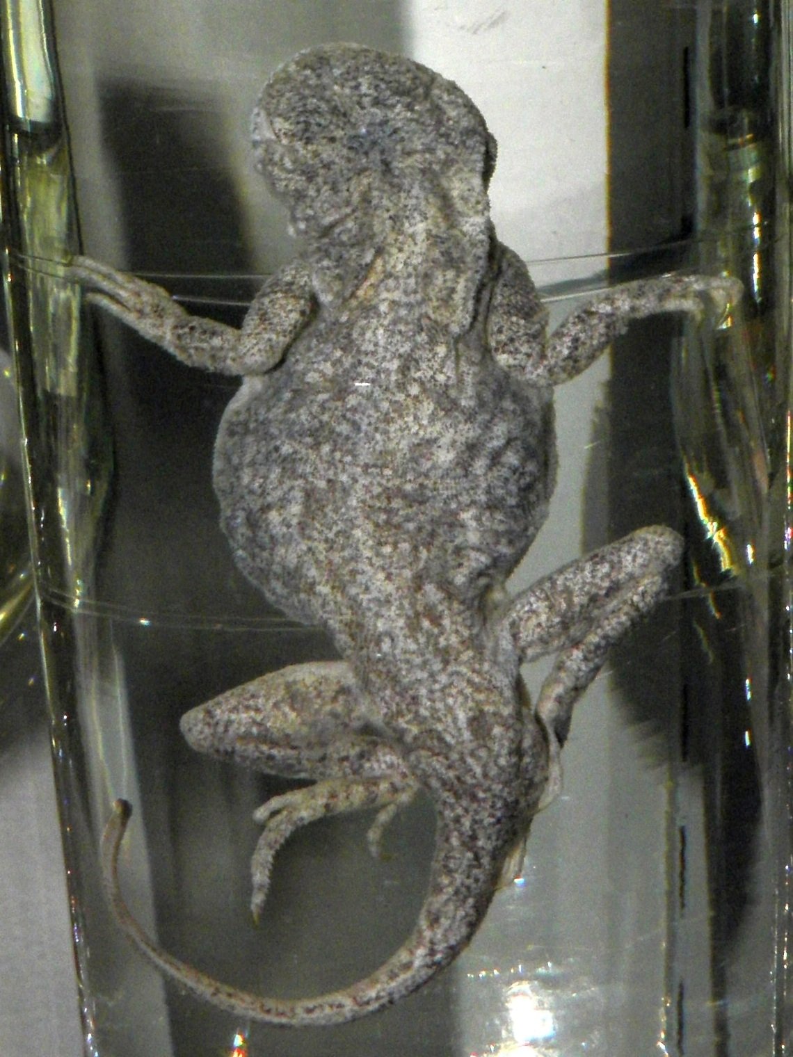 Zwerg-Krötenkopfagame (Phrynocephalus guttatus), typisches Aussehen der Art