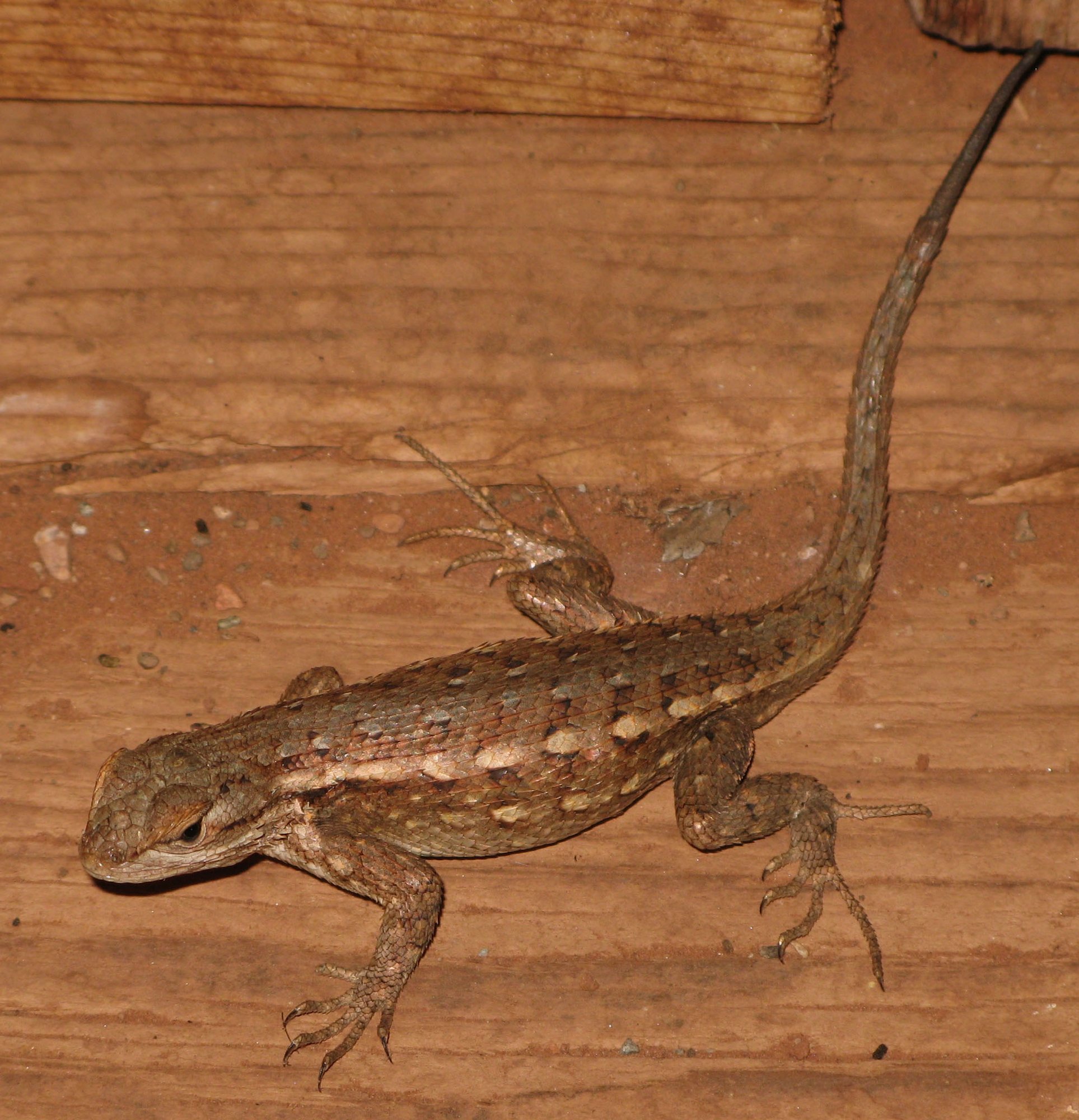Zwerg-Zaunleguan (Sceloporus graciosus), typisches Aussehen der Art