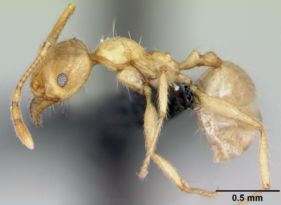 Zwergameise (Pheidole pallidula), typisches Aussehen der Art