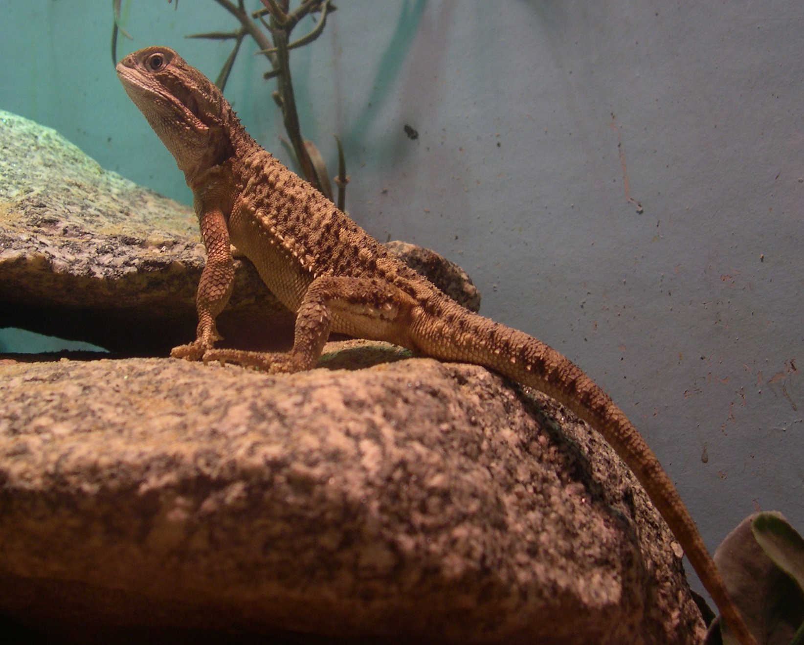 Zwergbartagame (Pogona henrylawsoni), typisches Aussehen der Art