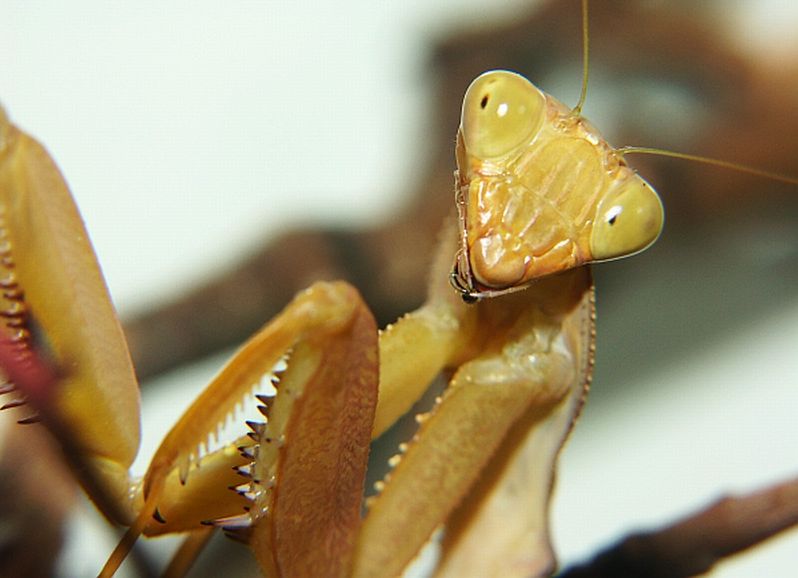 Afrikanische Riesenmantis (Sphodromantis lineola), typisches Aussehen der Art