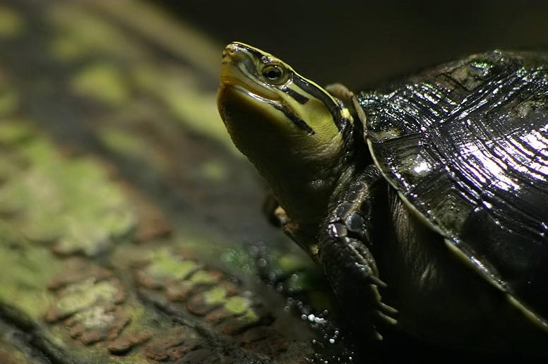 Amboina-Dosenschildkröte (Cuora amboinensis), typisches Aussehen der Art