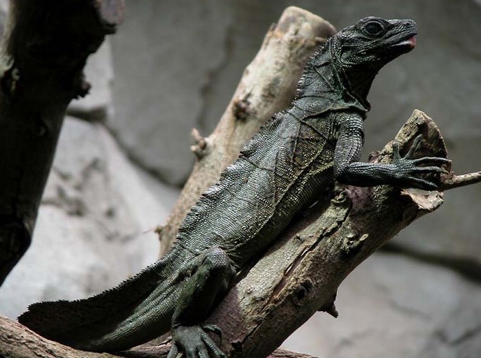 Amboinese Segelechse (Hydrosaurus amboinensis), typisches Aussehen der Art