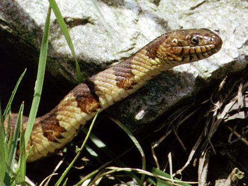 Amerikanische Wassernatter (Nerodia sipedon), typisches Aussehen der Art