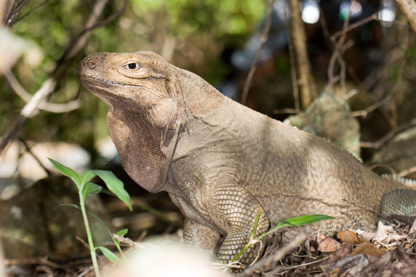Anegada-Leguan (Cyclura pinguis), typisches Aussehen der Art
