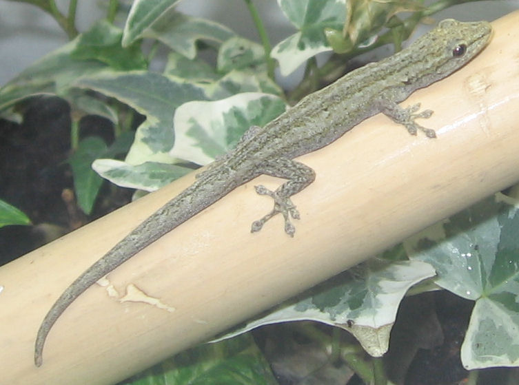 Angola-Zwerggecko (Lygodactylus angularis), typisches Aussehen der Art