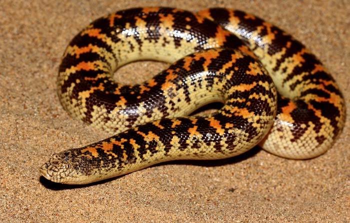 Arabische Sandboa (Eryx jayakari), typisches Aussehen der Art