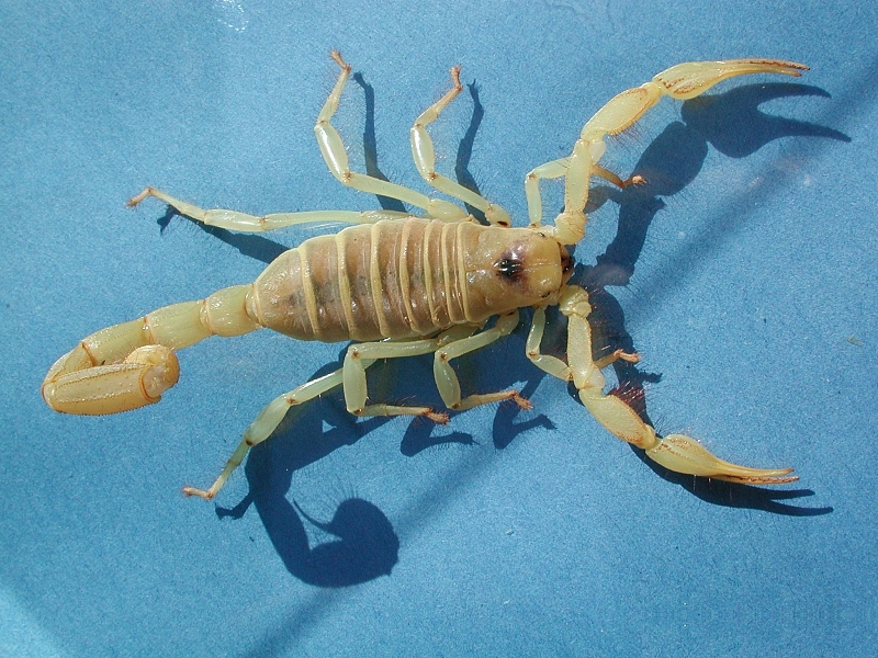 Arizona-Wüstenskorpion (Hadrurus arizonensis), typisches Aussehen der Art