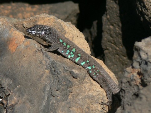Atlantische Kanareneidechse (Gallotia atlantica), typisches Aussehen der Art