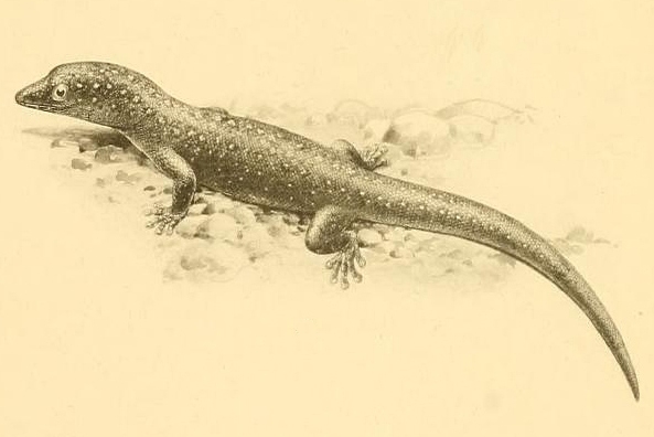 Augen-Kugelfingergecko (Sphaerodactylus argus), typisches Aussehen der Art