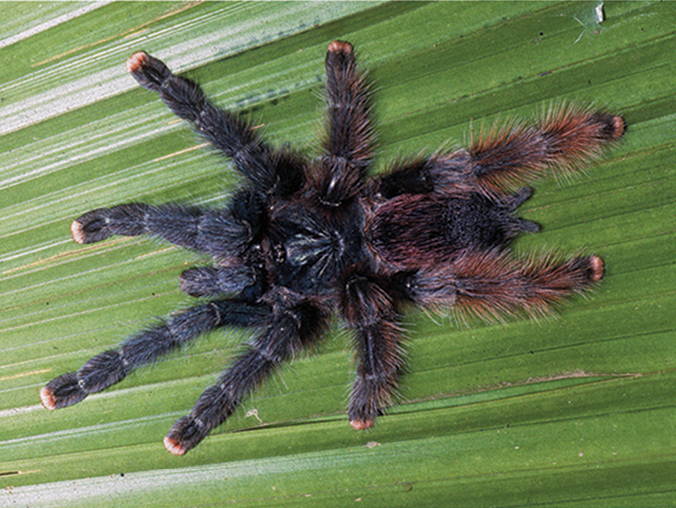 Avicularia-Baumvogelspinne (Avicularia avicularia), typisches Aussehen der Art