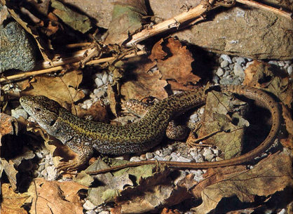 Balkan-Smaragdeidechse (Lacerta trilineata), typisches Aussehen der Art