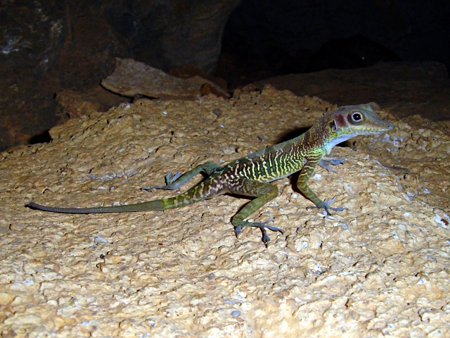 Bartschs Anolis (Anolis bartschi), typisches Aussehen der Art