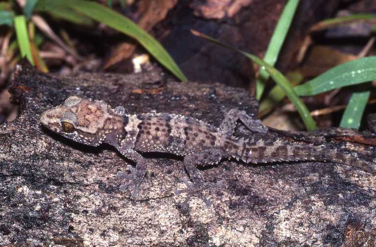 Bastards Großkopfgecko (Paroedura bastardi), typisches Aussehen der Art