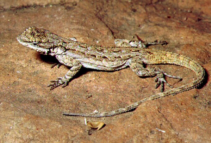 Baum-Buschleguan (Urosaurus ornatus), typisches Aussehen der Art